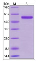 Human CD40, Mouse IgG2a Fc Tag, low endotoxin on SDS-PAGE under reducing (R) condition. The gel was stained overnight with Coomassie Blue. The purity of the protein is greater than 95%.